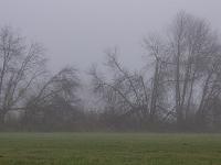 Teilweise geknickte, kahle Bäume am Wiesenrand im Nebel